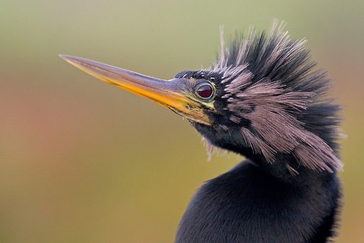 Schlangenhalsvogel Anhinga melanogaster Darter